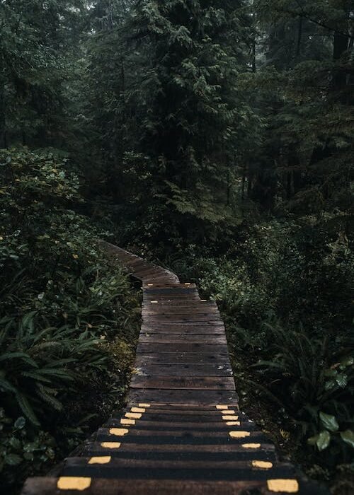 pexels-photo-4992805