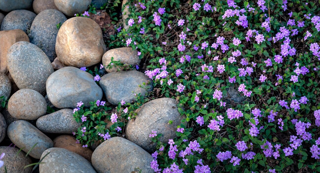 pexels-quang-nguyen-vinh-15621050