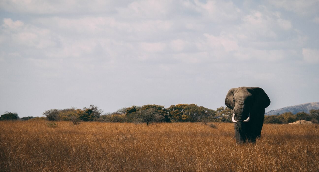 aj-robbie-t5V1rup9DCY-unsplash