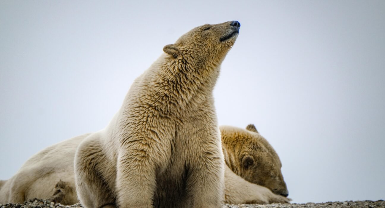 francesco-ungaro-xsy4b7o0BRs-unsplash