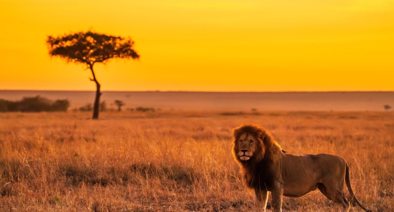 keyur-nandaniya-vu0gvM5he8o-unsplash