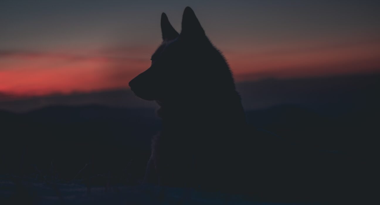 marek-szturc-8Ou3EZmTMWA-unsplash