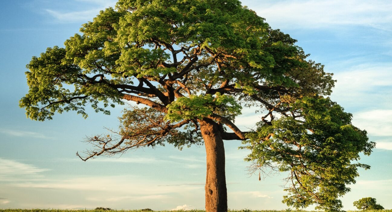 niko-photos-tGTVxeOr_Rs-unsplash