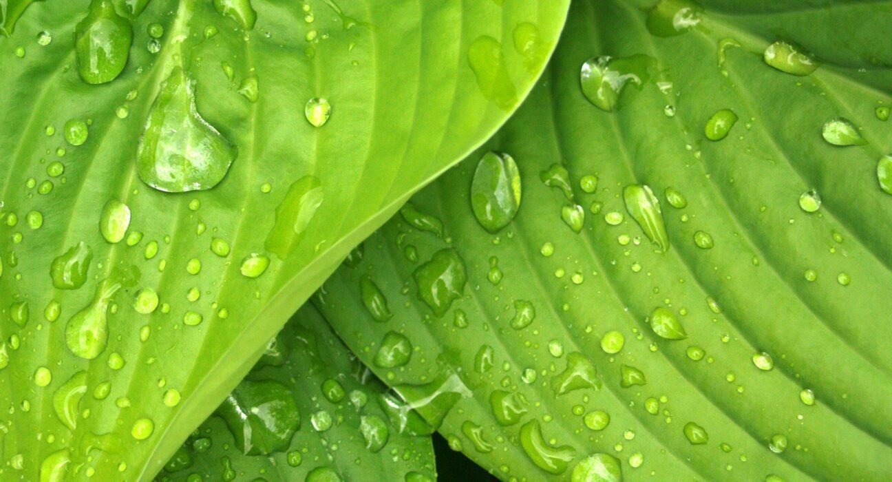 pexels-hilary-halliwell-38012