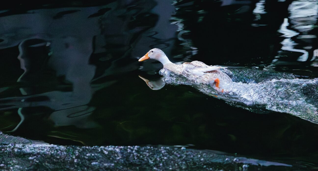 realfish-NF1ZAEm2iXQ-unsplash