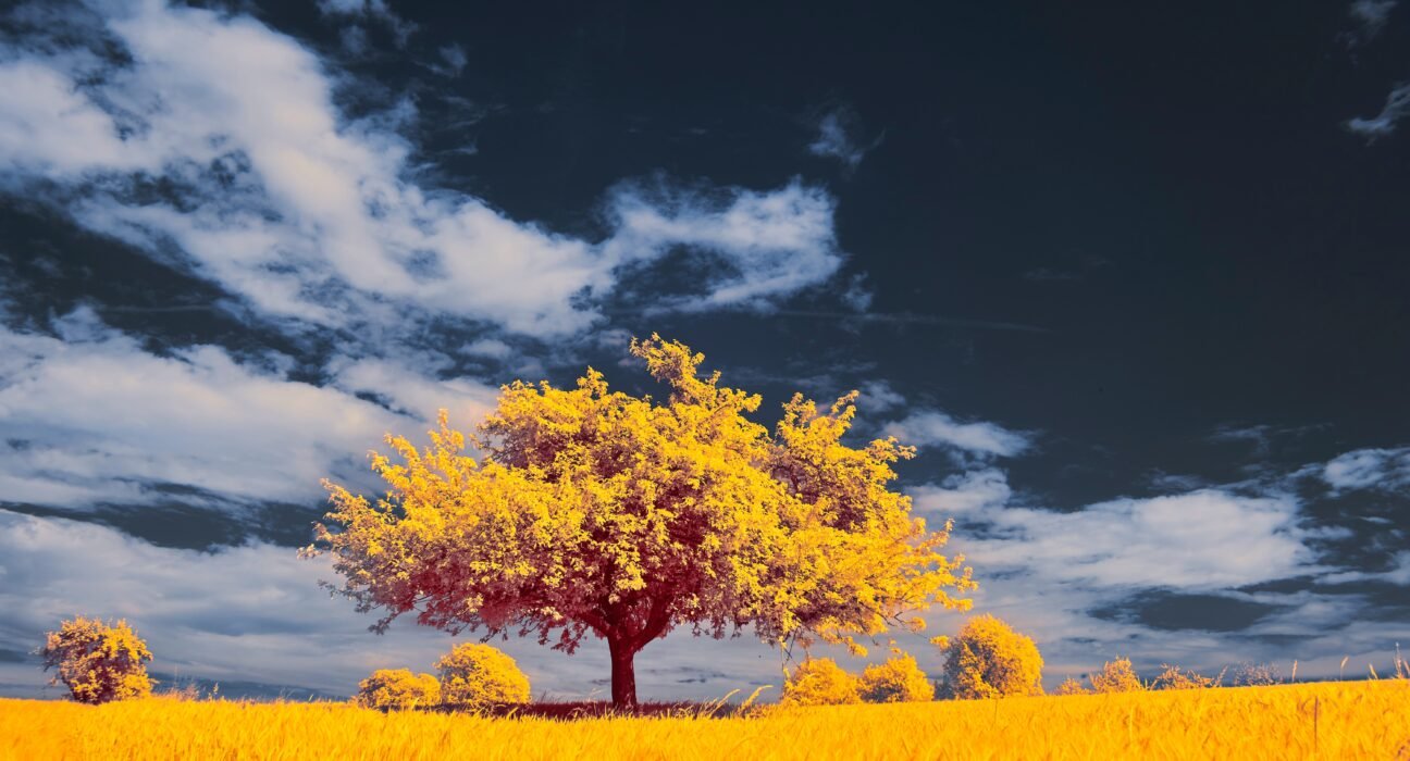 wolfgang-hasselmann-6nSc1LQ0liY-unsplash