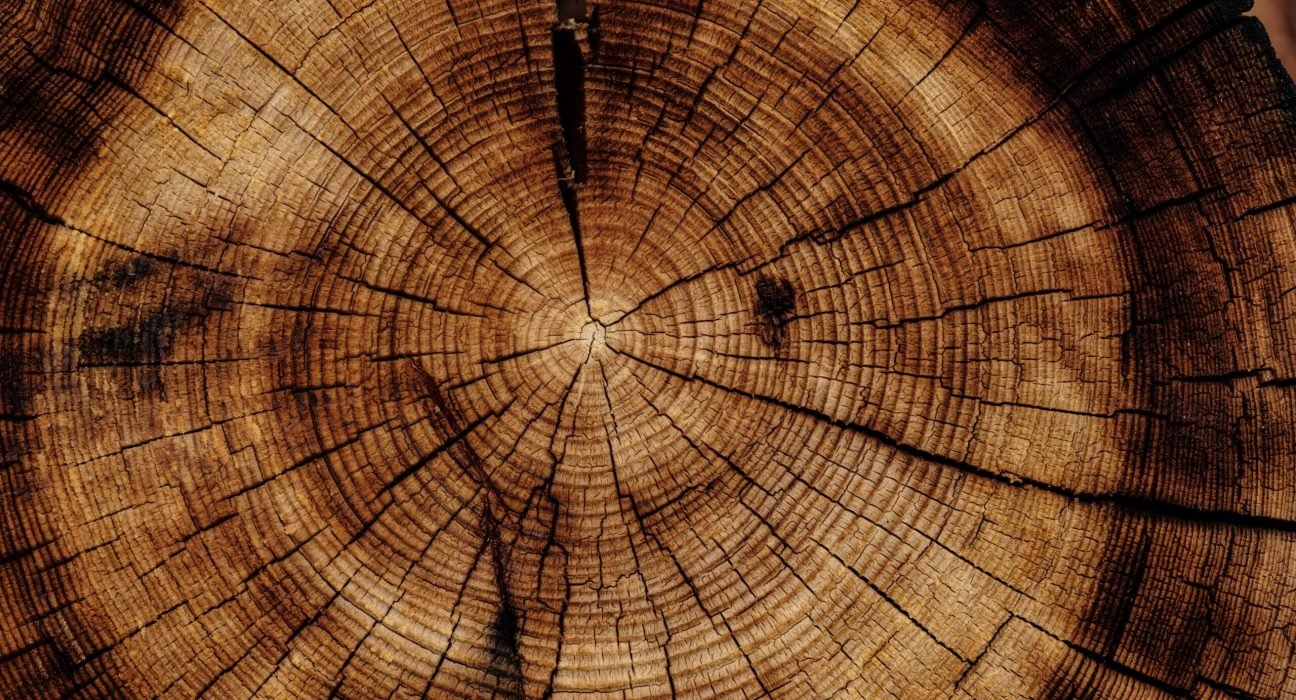 joel-jasmin-forestbird-xzPMUMDDsfk-unsplash