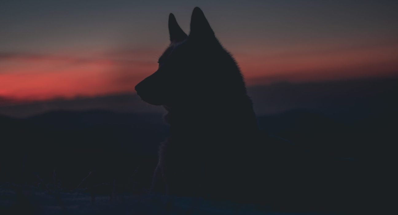 marek-szturc-8Ou3EZmTMWA-unsplash