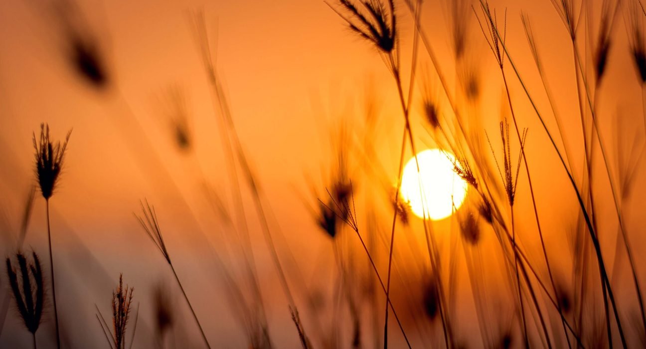 pexels-darwis-alwan-1454752