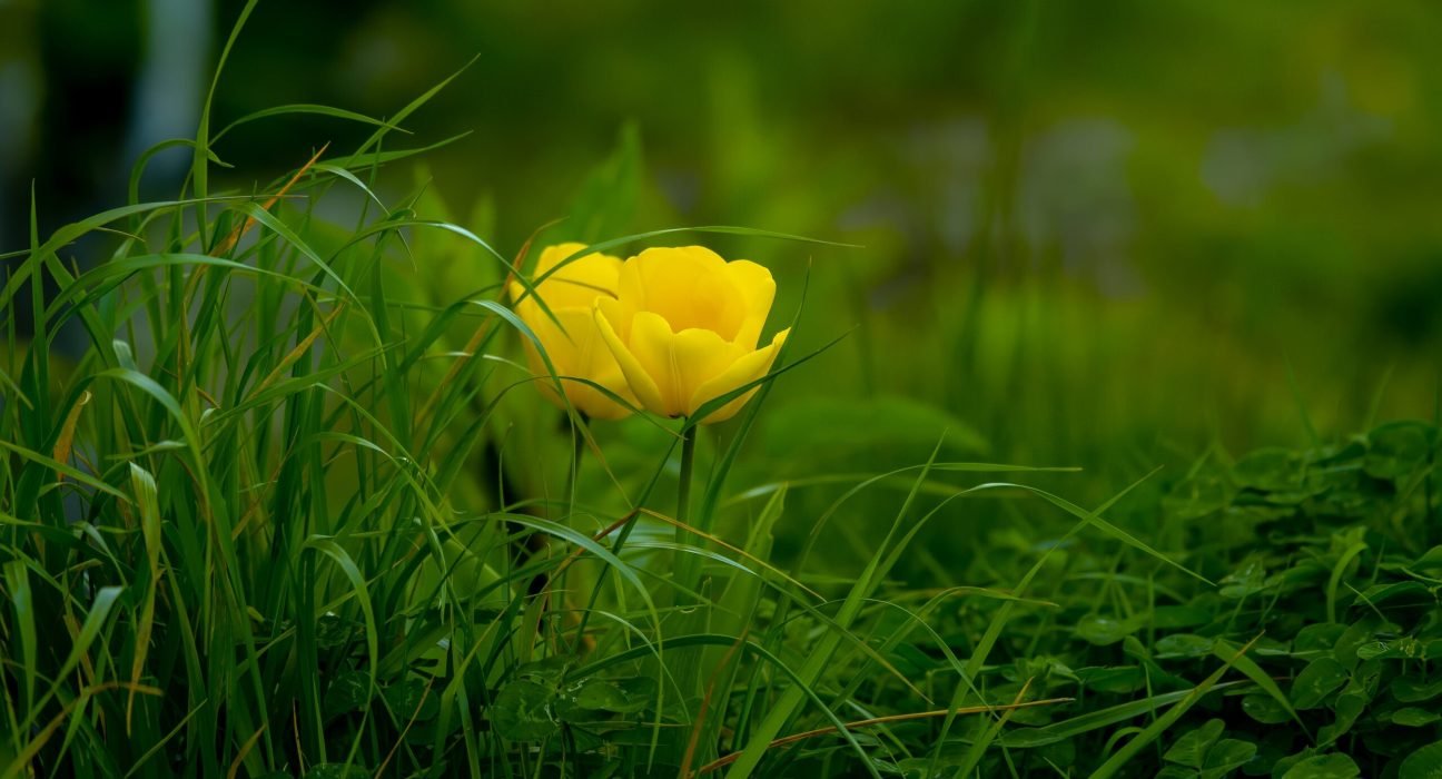 pexels-hoang-le-1042423