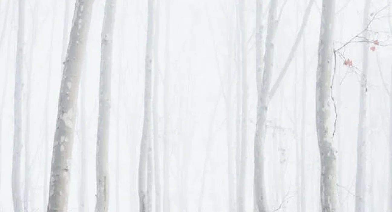 pexels-photo-3354135